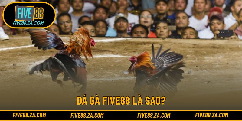 Đá gà FIVE88 là sao?
