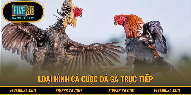 Loại hình cá cược đá gà trực tiếp
